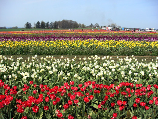 613645 (a): :2400x1800